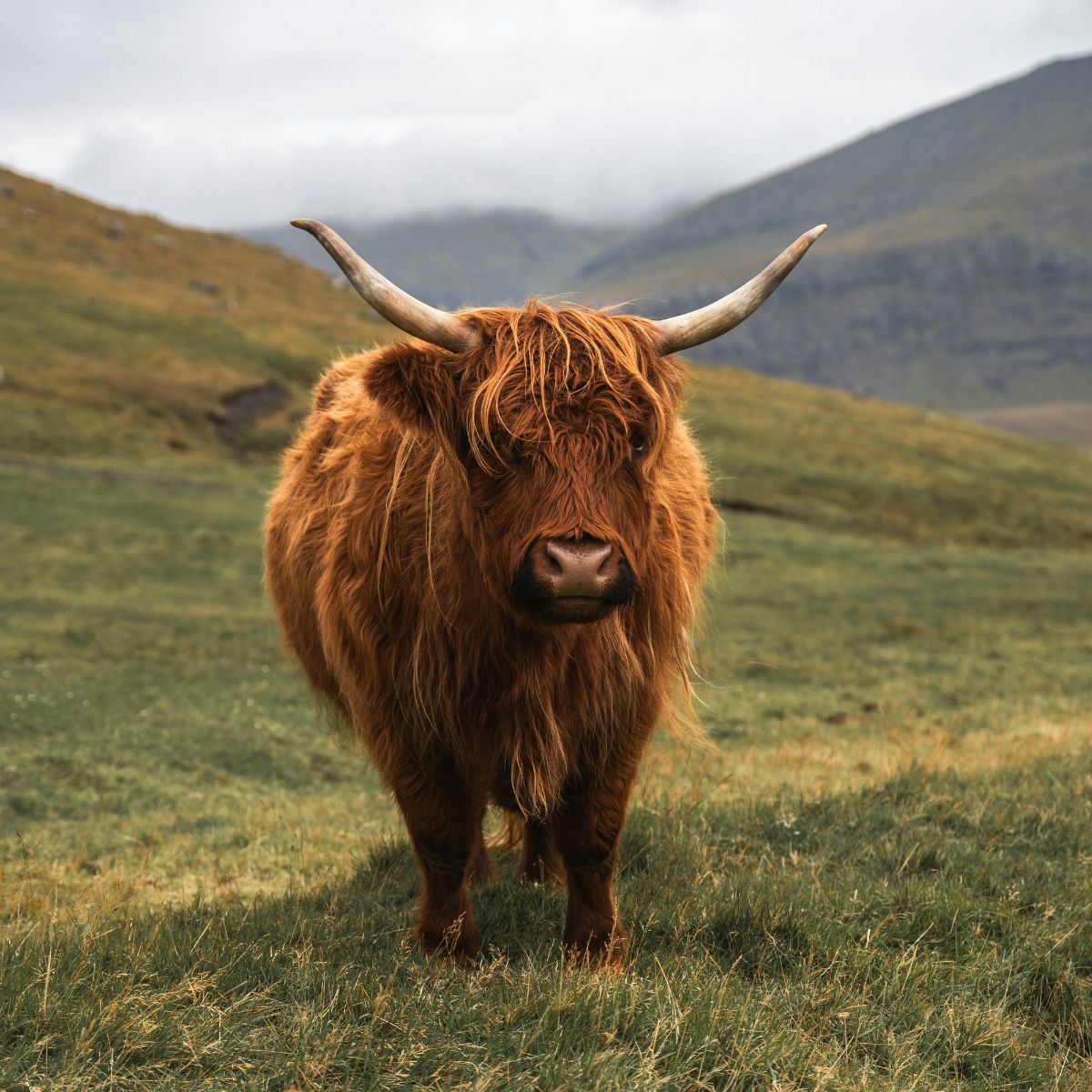 A long-haired cow with horns in the Scottish fields.